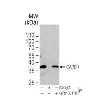 GAPDH antibody