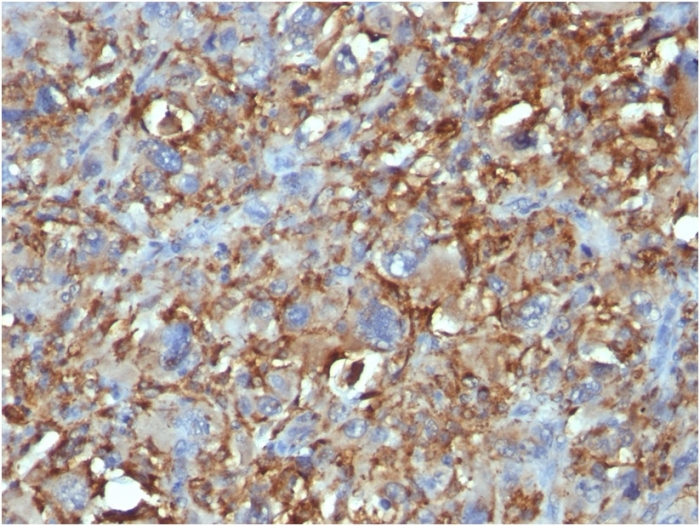 CD68 antibody [C68/684]