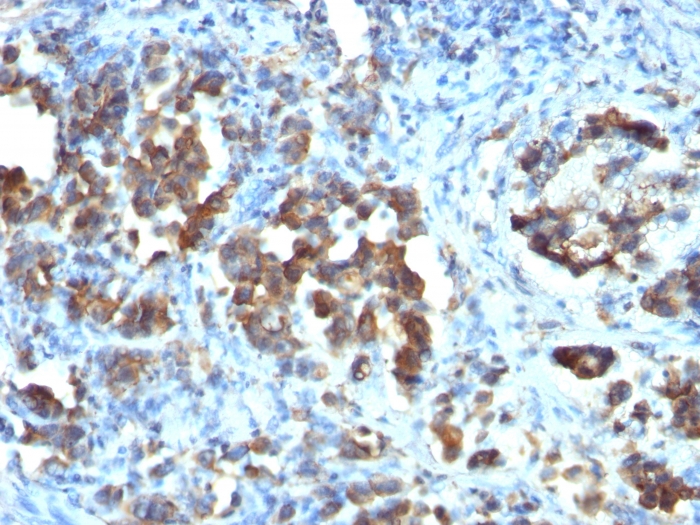 CDC20 antibody [CDC20/1102]