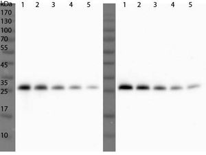Ulp1 antibody