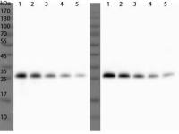 Ulp1 antibody