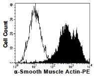 alpha Smooth Muscle Actin antibody [9H15] (PE)