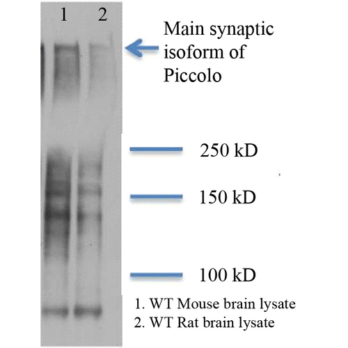 Piccolo antibody [6H9-B6]