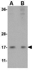 HINT1 antibody