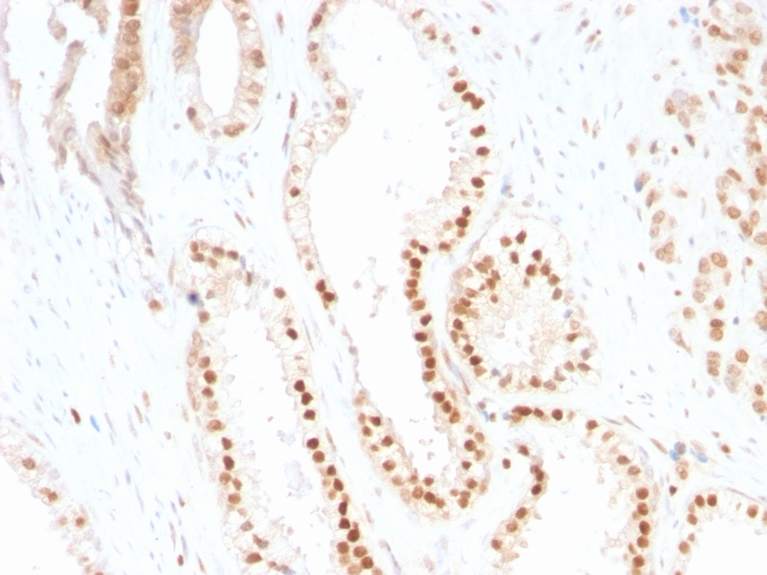 p27 Kip1 antibody [SX53G8]