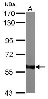 AKT1 antibody
