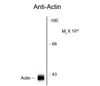 Actin antibody [C4]
