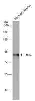 HRG antibody