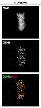 DSN1 antibody [N3C3]