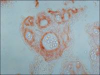 Collagen IV antibody [COL-94]