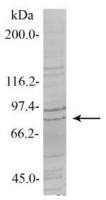 SENP5 antibody, Internal
