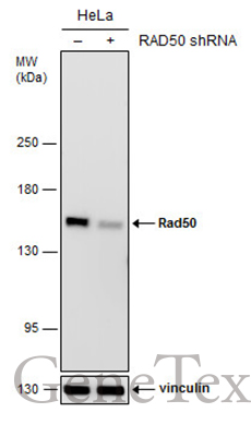 Rad50 antibody [13B3]
