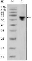 Mouse Anti-human IgG (Fc) antibody [2E4]
