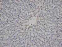 VWF antibody [RFF-VIII R/1]