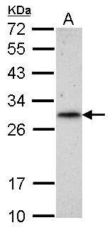 RNF212 antibody
