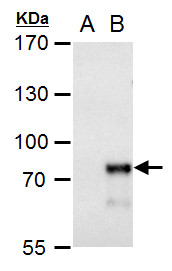 MBD4 antibody
