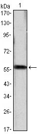 Cyclin D1 antibody [3D8]