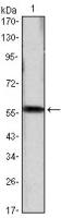 Cyclin D1 antibody [3D8]