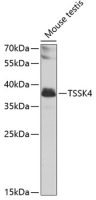 TSSK4 antibody