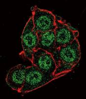 PDK4 antibody, Internal