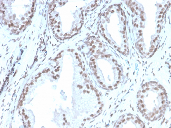 ATRX antibody [rATRX/3446]