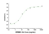 Her3 / ErbB3 antibody [mhA24]