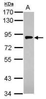 gamma Adaptin antibody [N1N3]