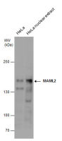 MAML2 antibody