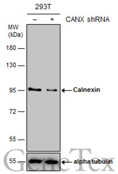 Calnexin antibody [C3], C-term