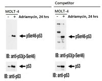 p53 (phospho Ser46) antibody [#36]