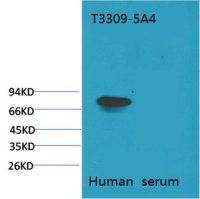 Transferrin antibody [5A4]