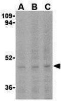 Caspase 5 antibody