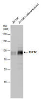 TCF12 antibody