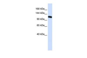 KIF5C antibody, N-term