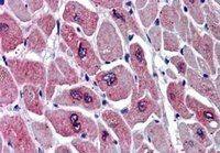 PARD6A antibody, C-term