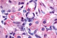 Histamine H2 Receptor antibody