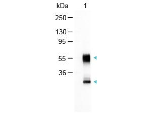 Goat Anti-Mouse IgG antibody (AP)