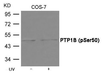 PTP1B (phospho Ser50) antibody