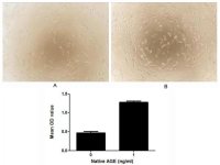 Human AGE protein, His tag (active)