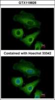 OLFML3 antibody [N1C1]