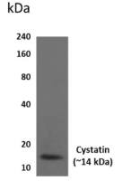 Cystatin A antibody [2D26]