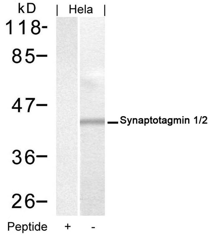 Synaptotagmin 1/2 antibody