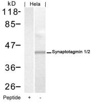 Synaptotagmin 1/2 antibody