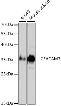 CD66d antibody