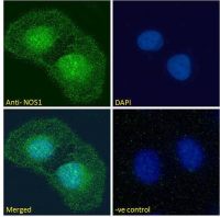 nNOS antibody, C-term