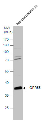 GPR55 antibody