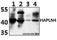 HAPLN4 antibody