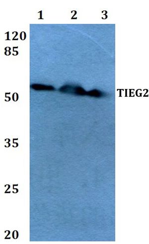 KLF11 antibody