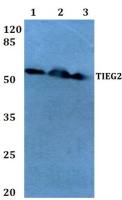 KLF11 antibody