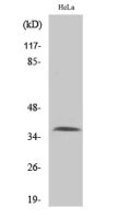 Apolipoprotein F antibody